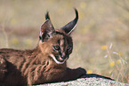 young caracal