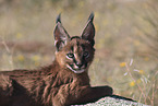 young caracal