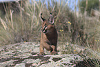 young caracal