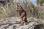 young caracal