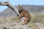 young caracal