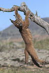 young caracal
