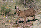 young caracal