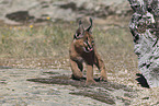 young caracal