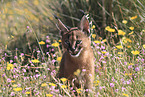 young caracal