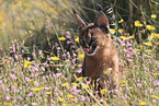 young caracal
