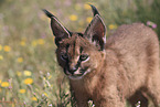 young caracal