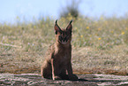 young caracal