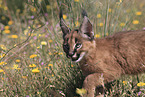 young caracal