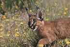 young caracal