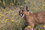 young caracal