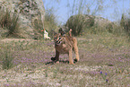 caracal