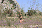 caracal