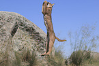 caracal