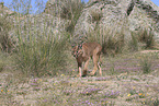 caracal