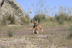 caracal