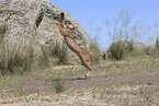 caracal