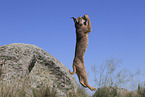caracal