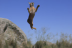 caracal