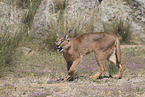 caracal