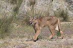 caracal