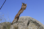 caracal