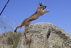 caracal