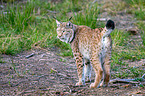 Carpathian Lynx