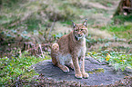Carpathian Lynx