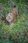 Carpathian Lynx