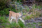 Carpathian Lynx