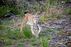Carpathian Lynx