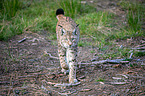 Carpathian Lynx
