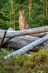 Carpathian Lynx
