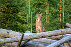 Carpathian Lynx
