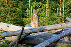 Carpathian Lynx