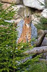 Carpathian Lynx