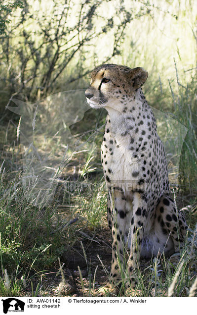 sitting cheetah / AW-01142