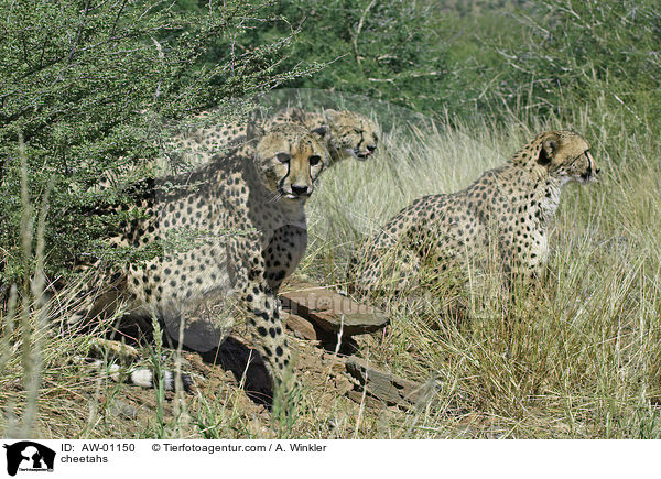 cheetahs / AW-01150