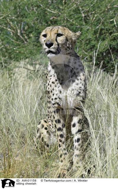 sitting cheetah / AW-01158