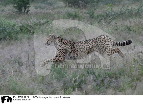 running cheetah / AW-01222
