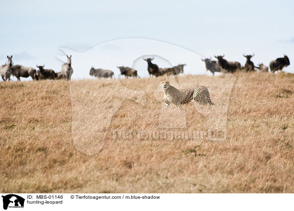 hunting-leopard / MBS-01146