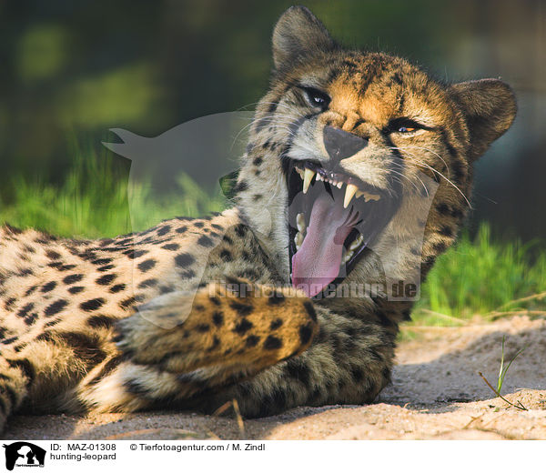 hunting-leopard / MAZ-01308