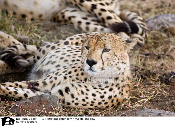 hunting-leopard / MBS-01351