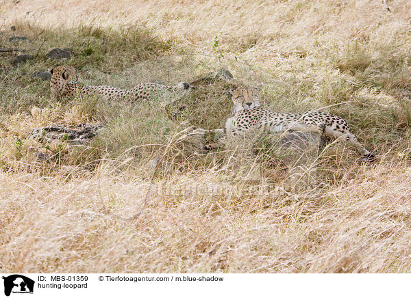 hunting-leopard / MBS-01359