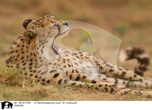 Gepard / cheetah / DV-01756