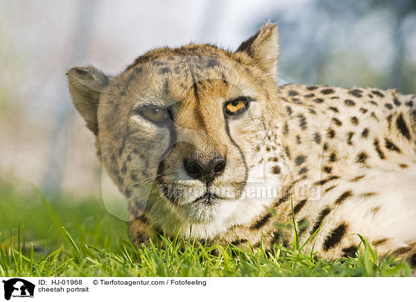 cheetah portrait / HJ-01968