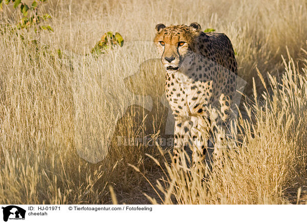cheetah / HJ-01971