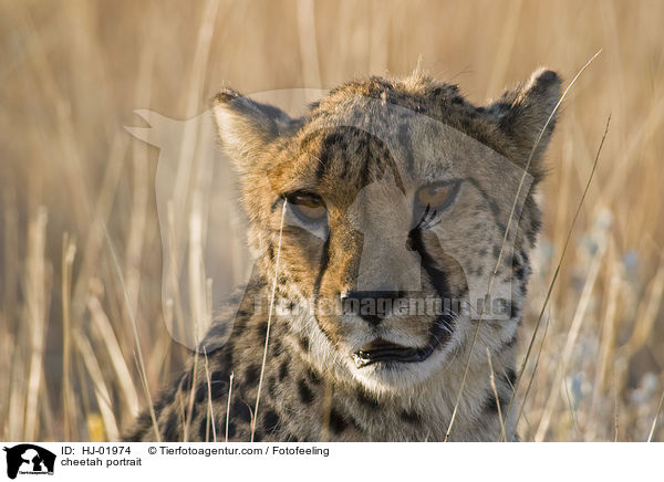 Gepard Portrait / cheetah portrait / HJ-01974