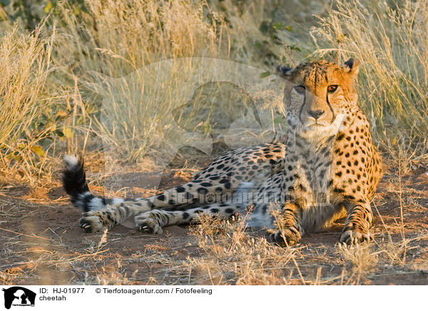cheetah / HJ-01977